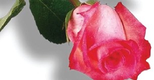 Alumni Marriage Enrichment Retreat