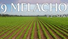 Melacha #2 – Sowing