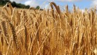 Harvesting the “Omer”