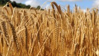 Close up on a crop of barley in a field