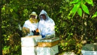 L. Goldberg Honey