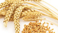 Wheat