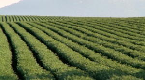 A chickpea field in Northern Israel