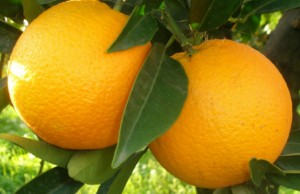 oranges_slide