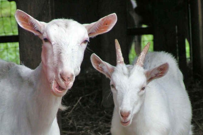 Yom Kippur: Symbolism of the Goats