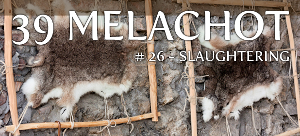 Melacha #26 – Shocheit (Slaughtering)