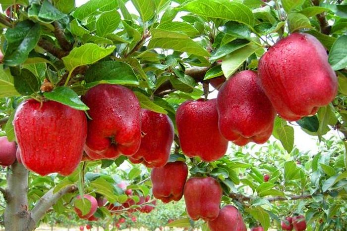 Rosh Hashana: Recipes Beneath the Apple Tree