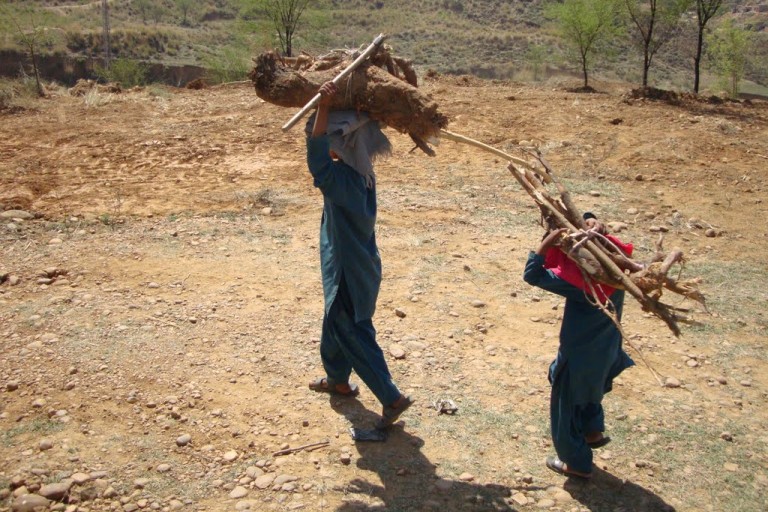Collecting Wood