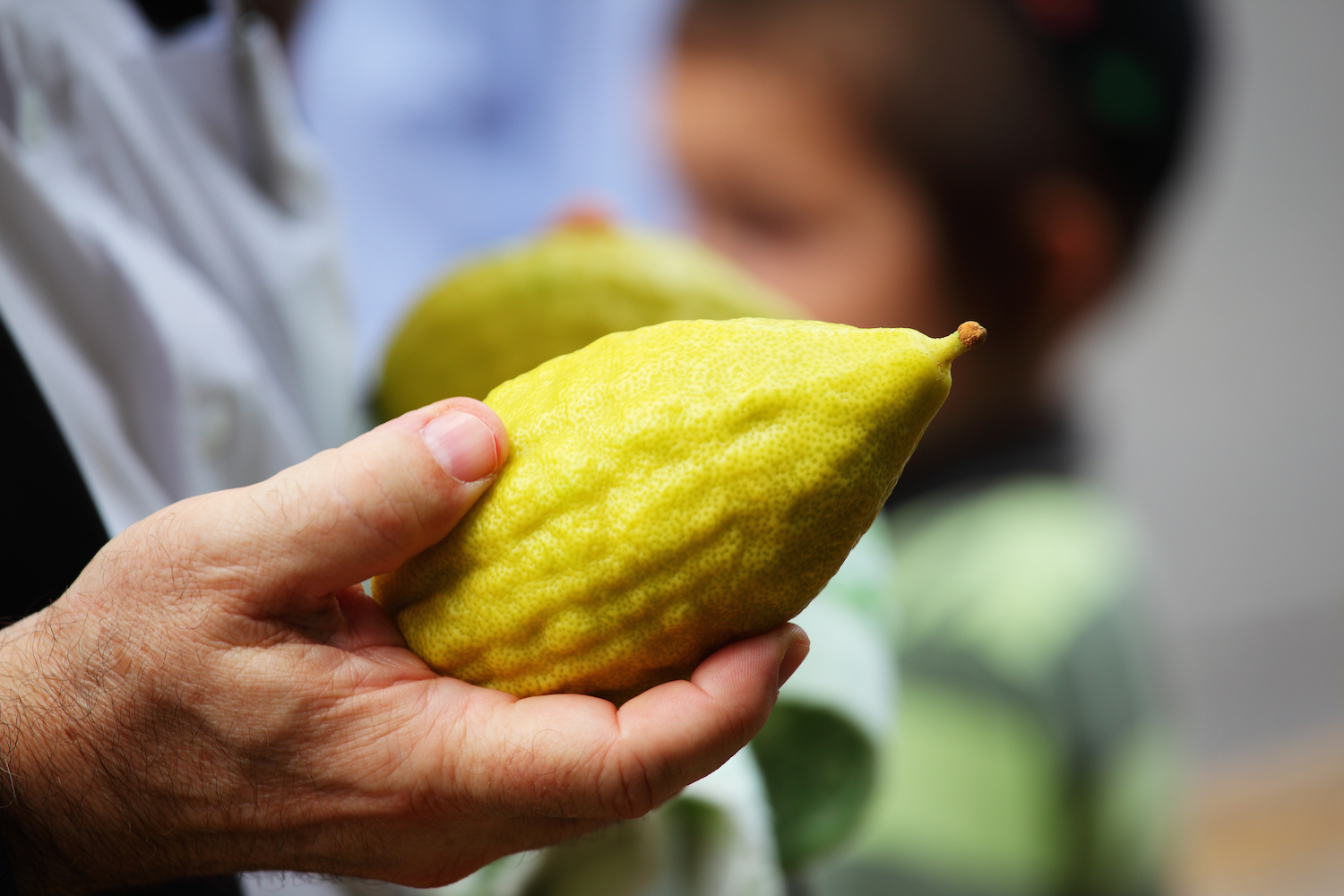 Beauty and the Etrog