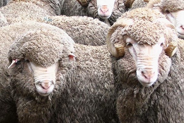 39 Melachot: Melacha #12 – Gozeiz (Shearing)