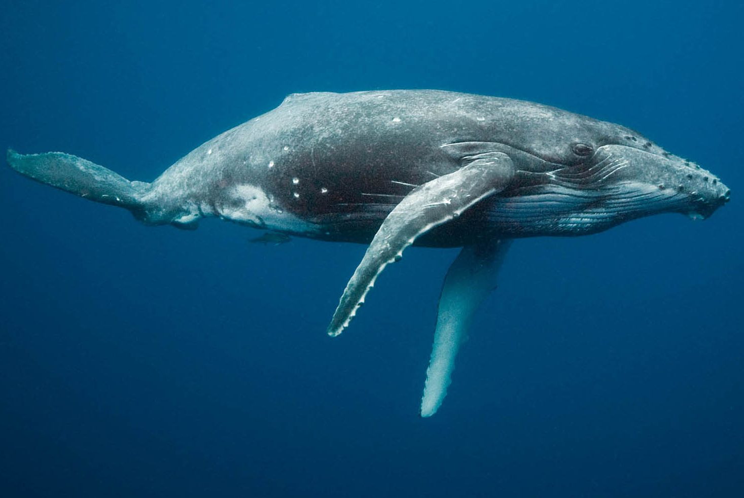 Yonah’s Flight from Destiny