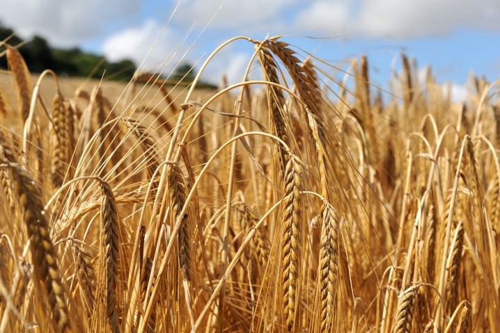 Close up on a crop of barley in a field