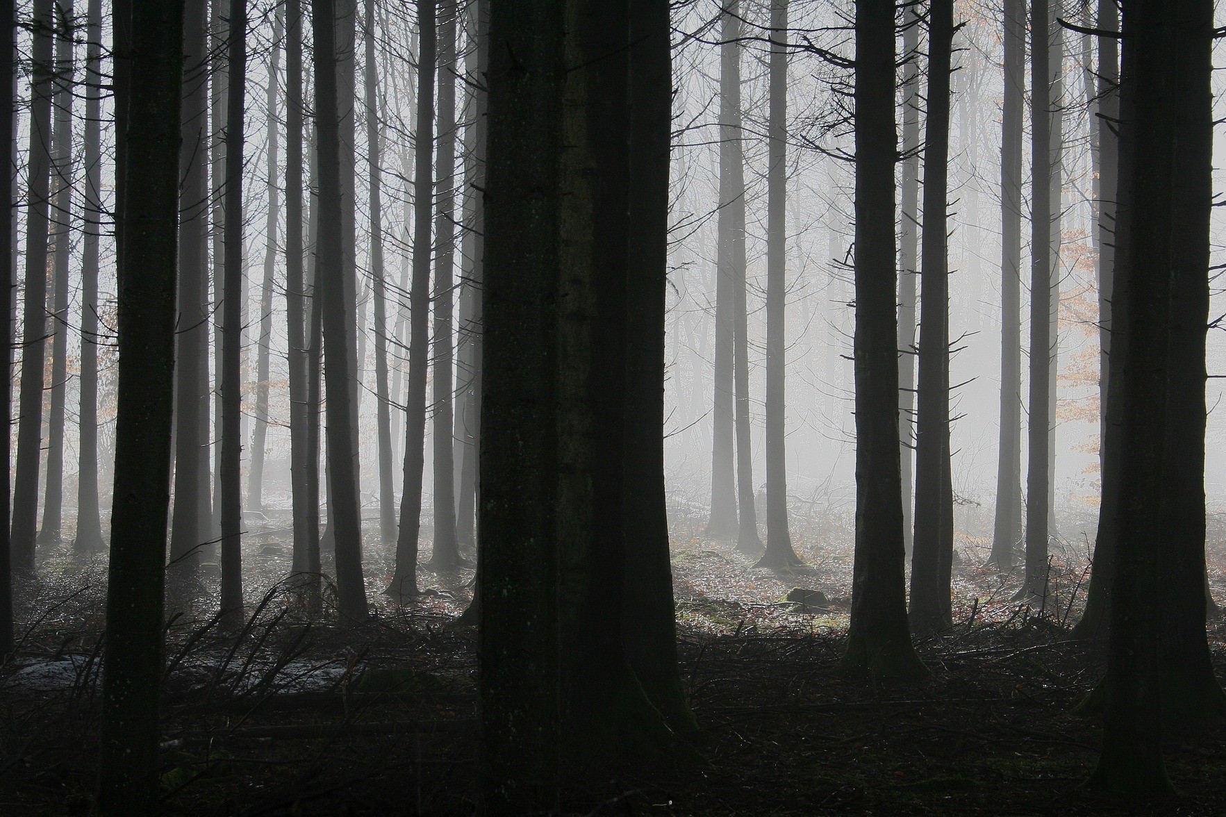 The Mysterious Ancestry of David Hamelech