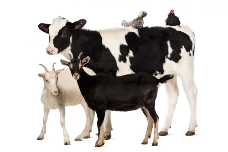 Calf, 8 months old, standing with a Polish chicken and a hen lying on its back and two goats standing in front of him in front of white background