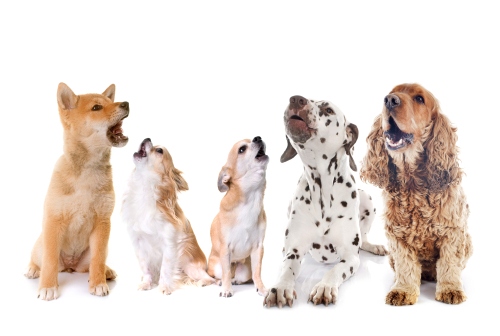 Post Pesach Message: Barking Dogs and The Audacity to Hope