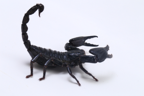 Chodesh Cheshvan – The Secret of the Scorpion