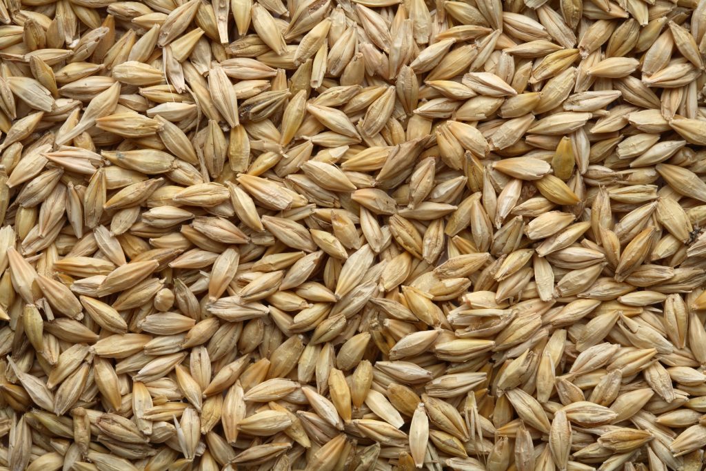 Batches of Barley - OU Life