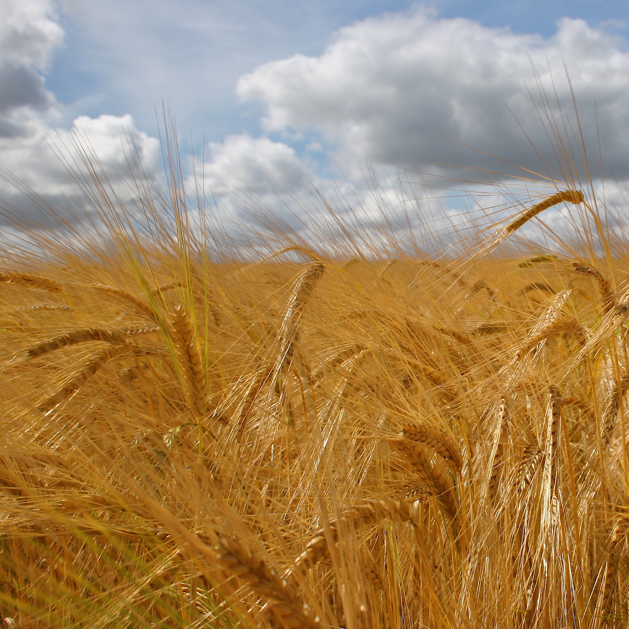 Kedoshim: “Chadash” – Prohibition on Eating New Grain Crop