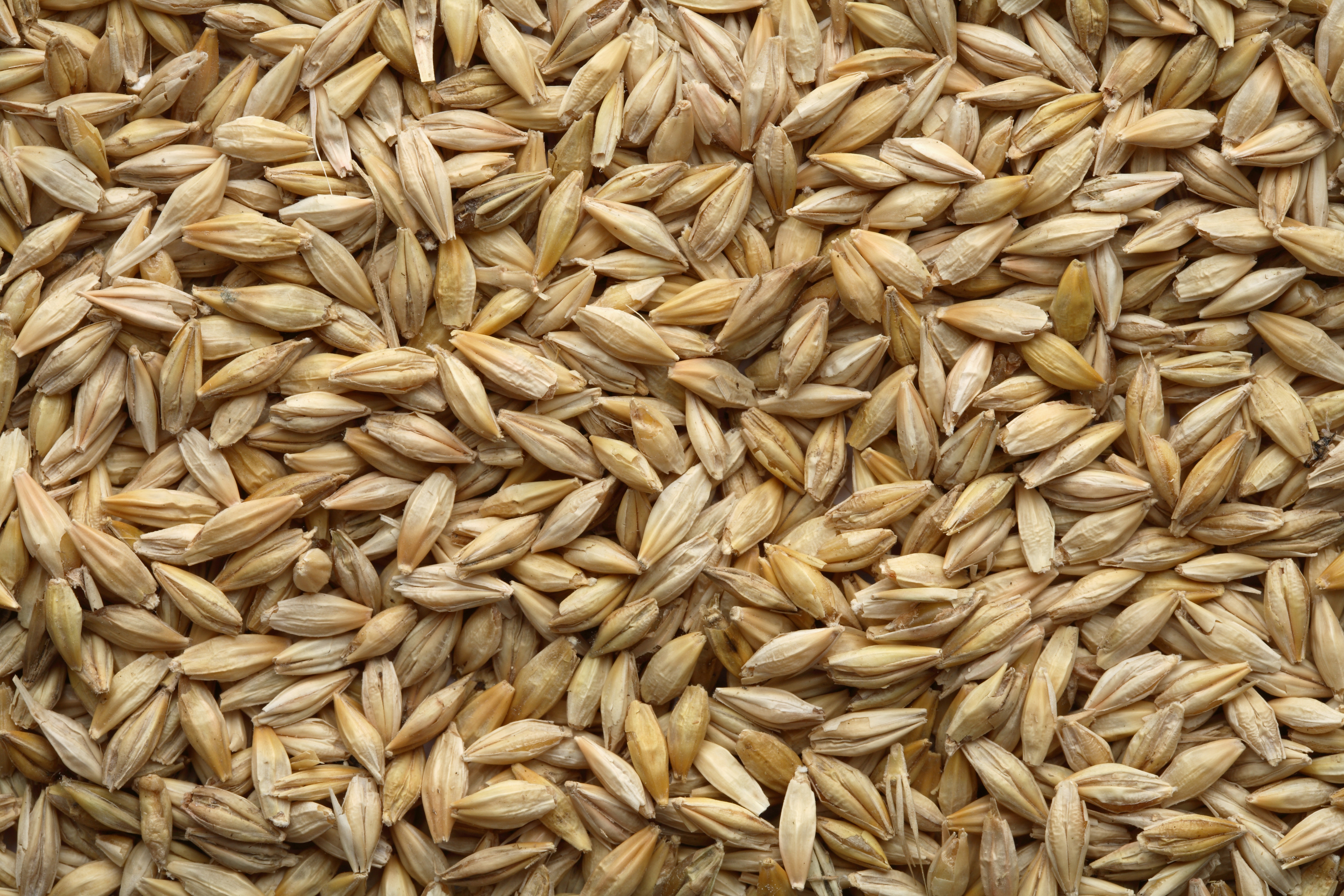 Batches of Barley