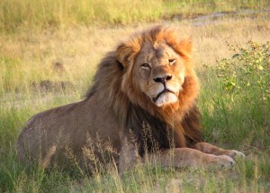 "Cecil the lion at Hwange National Park (4516560206)" by Daughter#3 - Cecil. Licensed under CC BY-SA 2.0 via Wikimedia Commons -
