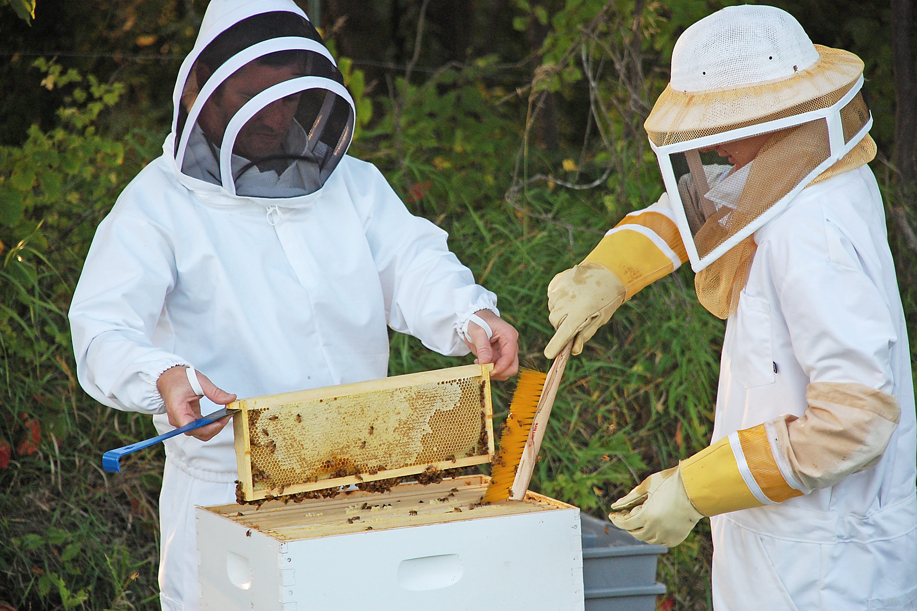 Do You Know Anyone Who Harvests Honey?