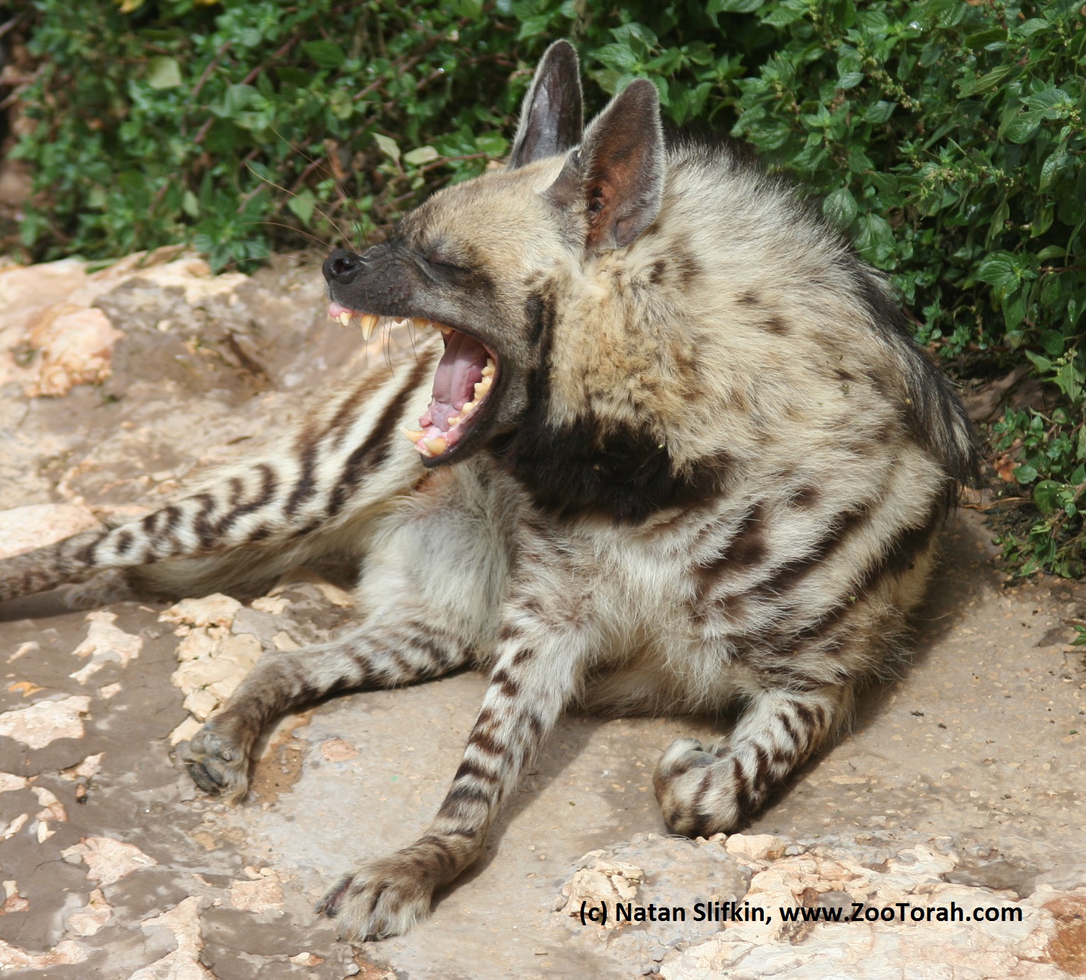 Lion Hunters Vs. Hyena Lynchers