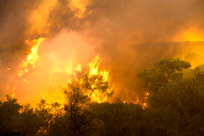 OU Establishes Israel Emergency Forest Fire Fund
