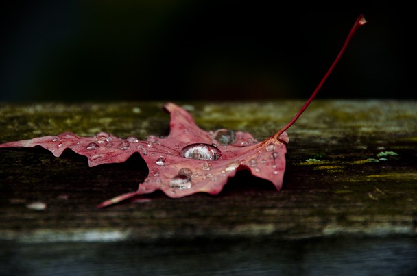 Rain at the Proper Season