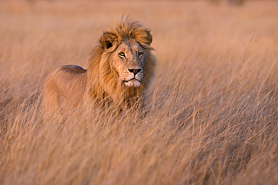 The Woman and the Lion’s Hair