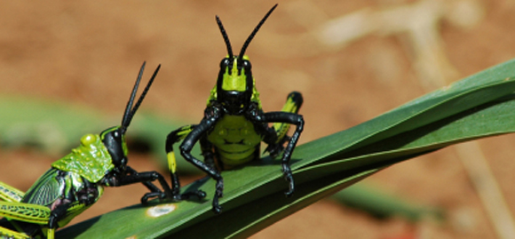 Locusts and Lentils