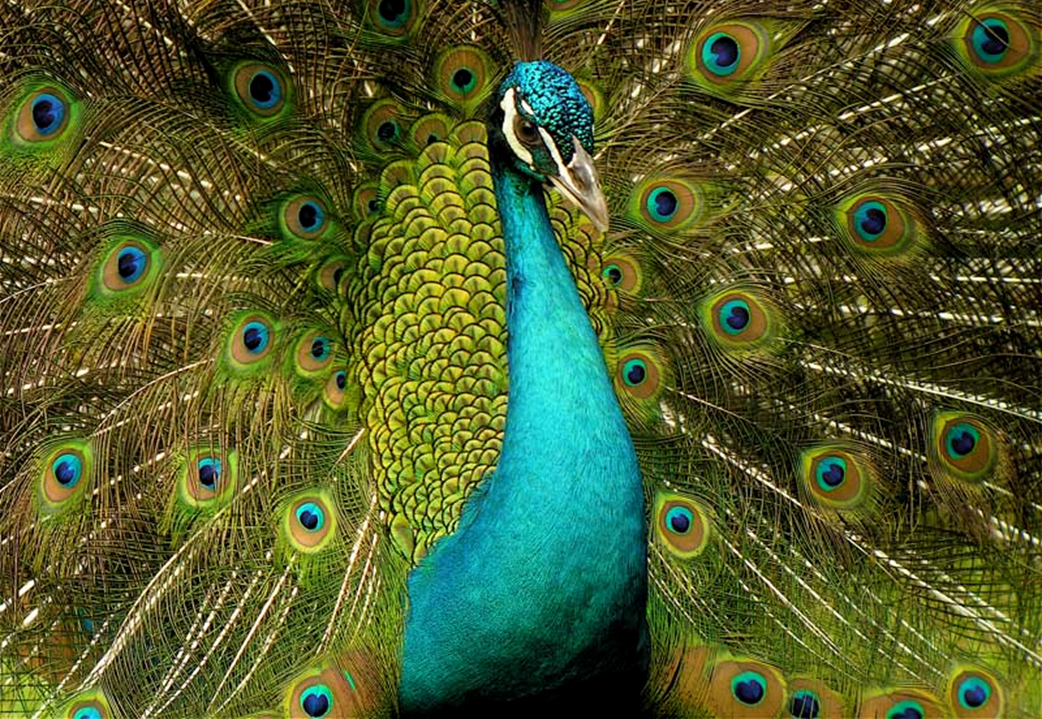 A Peafowl by Any Other Name