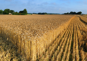 Context & Questions: Will the Real Owner Please Stand Up?