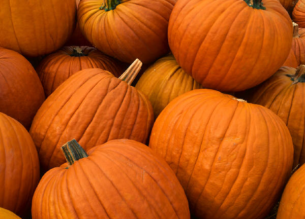 Pumpkins: For Freckles and Snakebites, or Pies and Soups