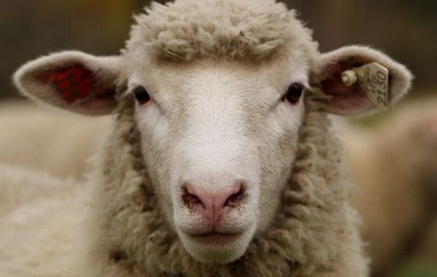 Beha’alotcha: In Praise of Lambs
