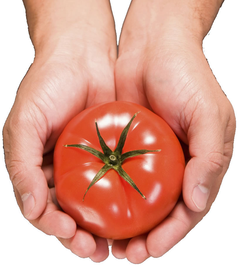 Getting In Tune with Tomatoes