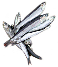 Anchovies (flavor) in Meat Sauce