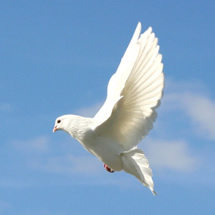 Parashat Devarim – Shabbat Chazon Yeshayahu: Of Doves and Clouds